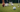 Titleist Pro V1 golf ball on a putting green with a golfer repairing the pitch mark